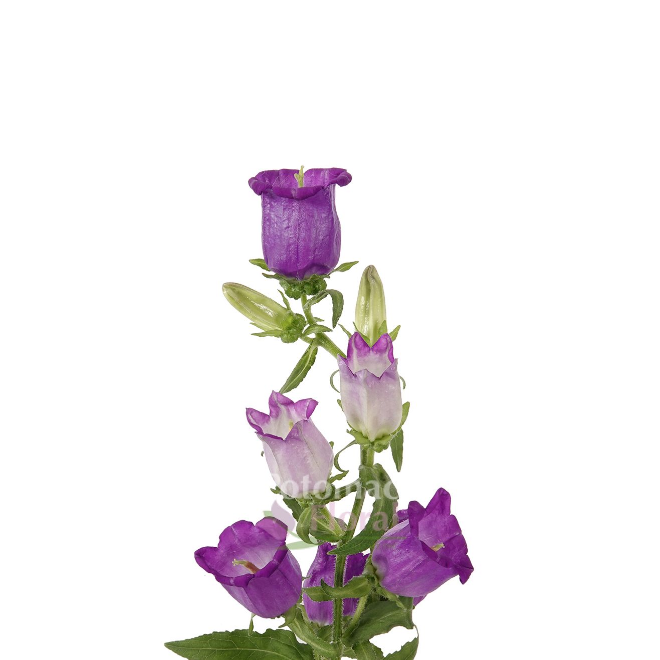 Campanula Purple - Blue Big Bloom - Potomac Floral Wholesale