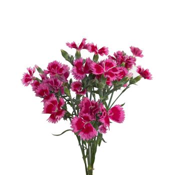 DIAPINF-350x350.jpg
