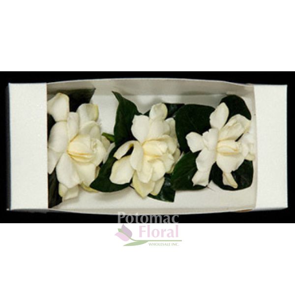 Snow Berries White, 70 - 80 CM - Potomac Floral Wholesale