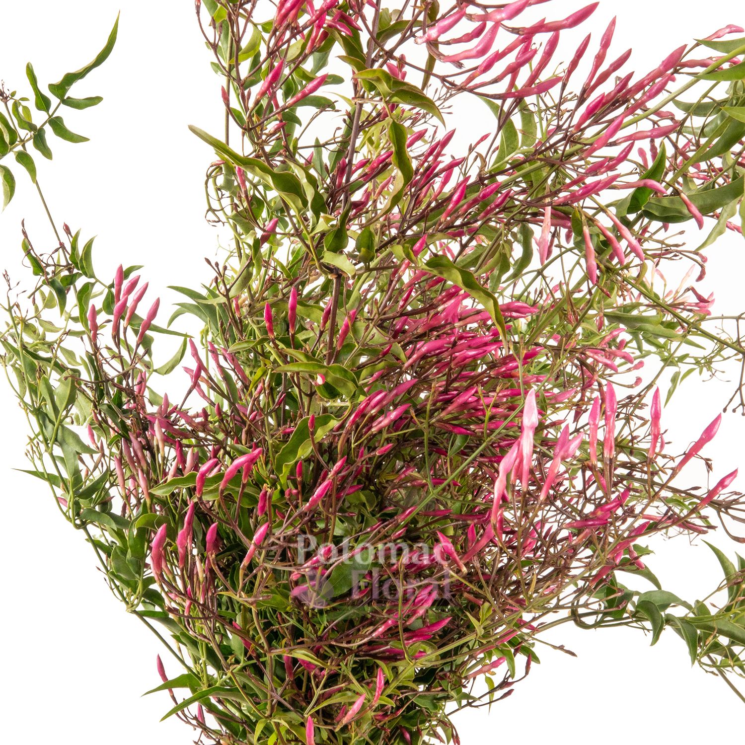 Texas Jasmine Wholesale Houston Tx - tinyddj