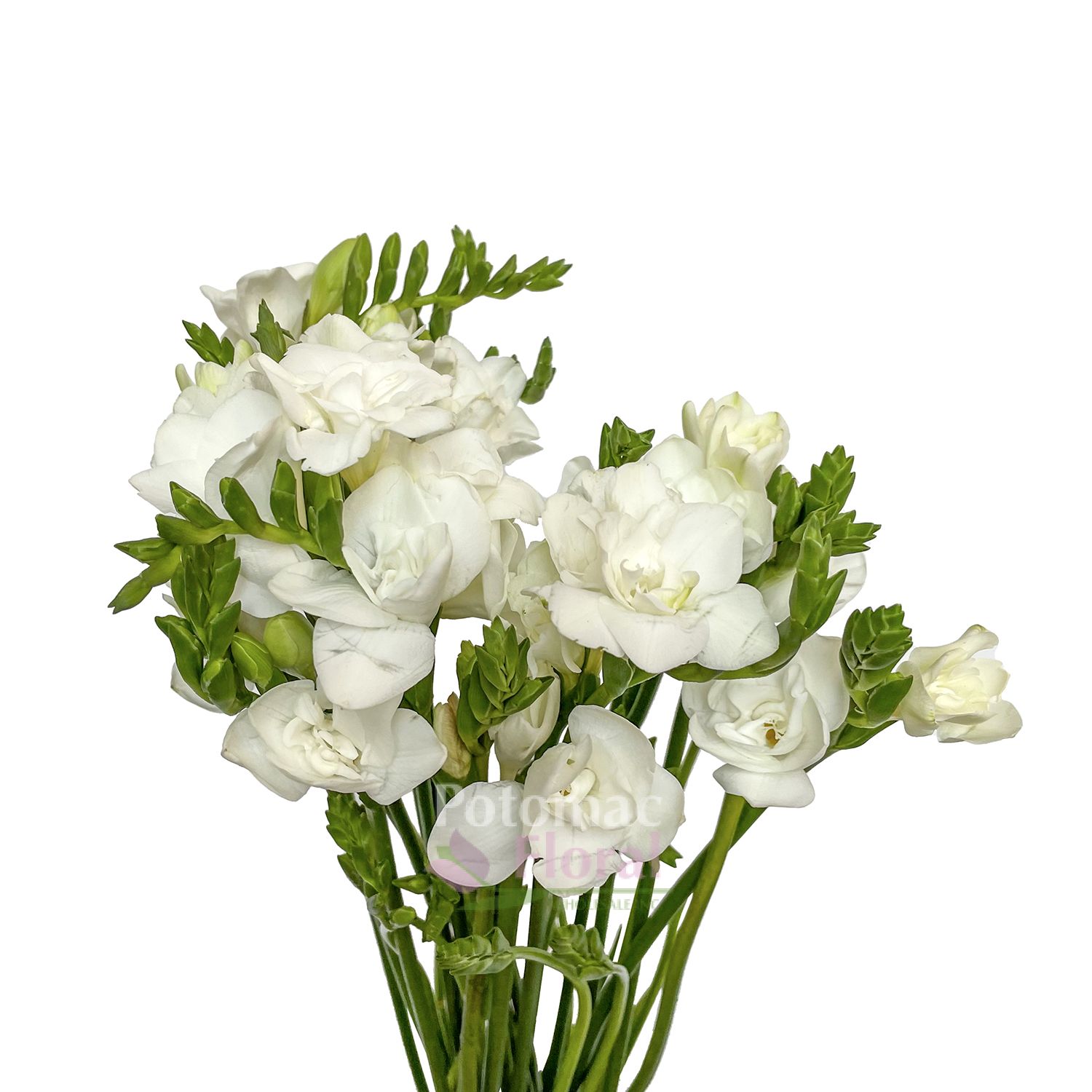 Freesia White Double Extra Potomac Floral Wholesale