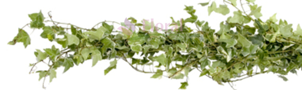 Fresh Greenery Garland 1 Item - Variegated Ivy - Potomac Floral Wholesale