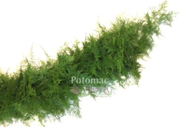 Fresh Greenery Garland - 1 Item - Plumosa Fern Garland - Potomac Floral  Wholesale