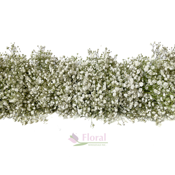 Floral Garland - 1 Foot Baby's Breath Gypsophilia - 5" Diameter -  Potomac Floral Wholesale