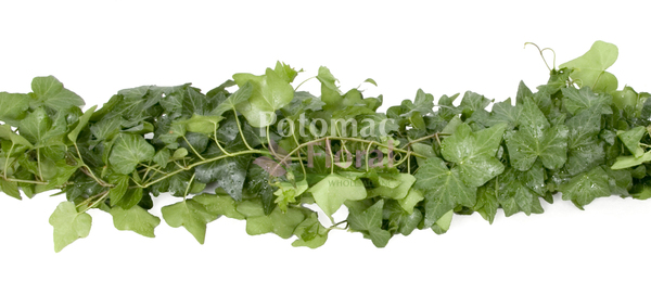 Fresh Greenery Garland 1 Item - Variegated Ivy - Potomac Floral
