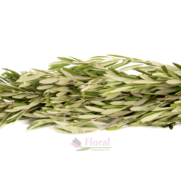 Fresh Greenery Garland - 1 Item - Olive Branch - Potomac Floral