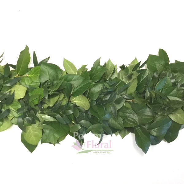 Fresh Greenery Garland 1 Item - Variegated Ivy - Potomac Floral