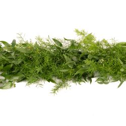 Fresh Greenery Garland - 1 Item - Plumosa Fern Garland - Potomac