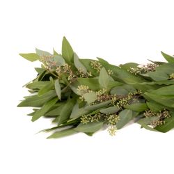 Fresh Greenery Garland - 1 Item - Plumosa Fern Garland - Potomac Floral  Wholesale