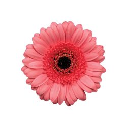 Gerbera Light Coral Pink With Black Center - Potomac Floral Wholesale