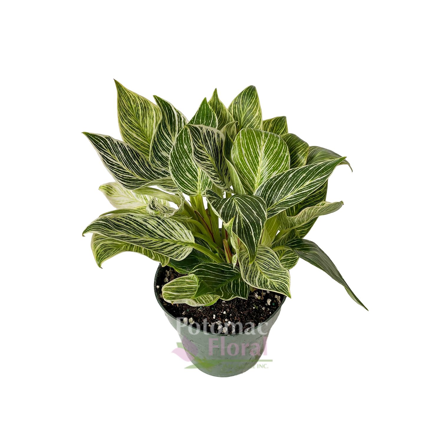 Philodendron Birkin, 6