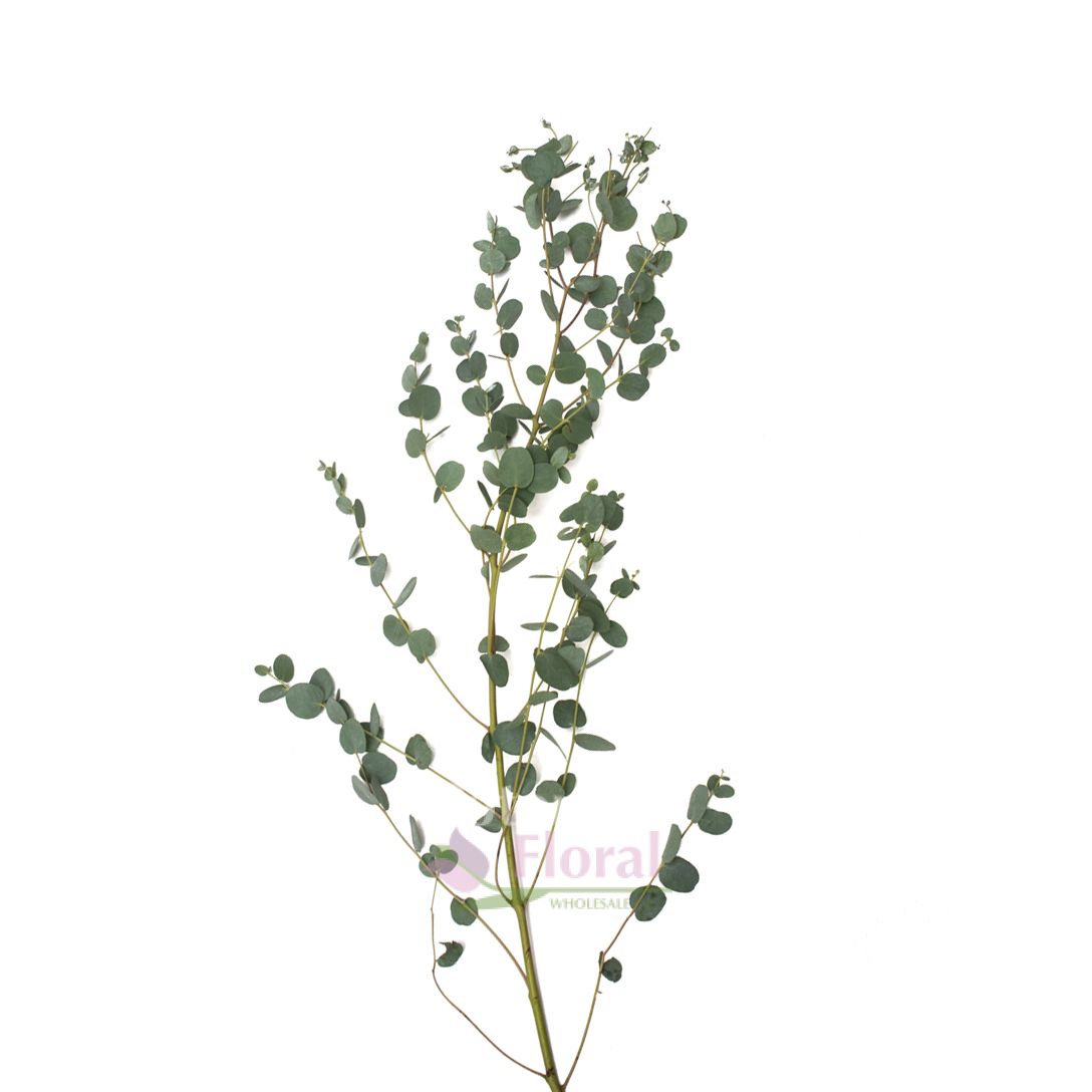 Eucalyptus Gunnii Potomac Floral Wholesale
