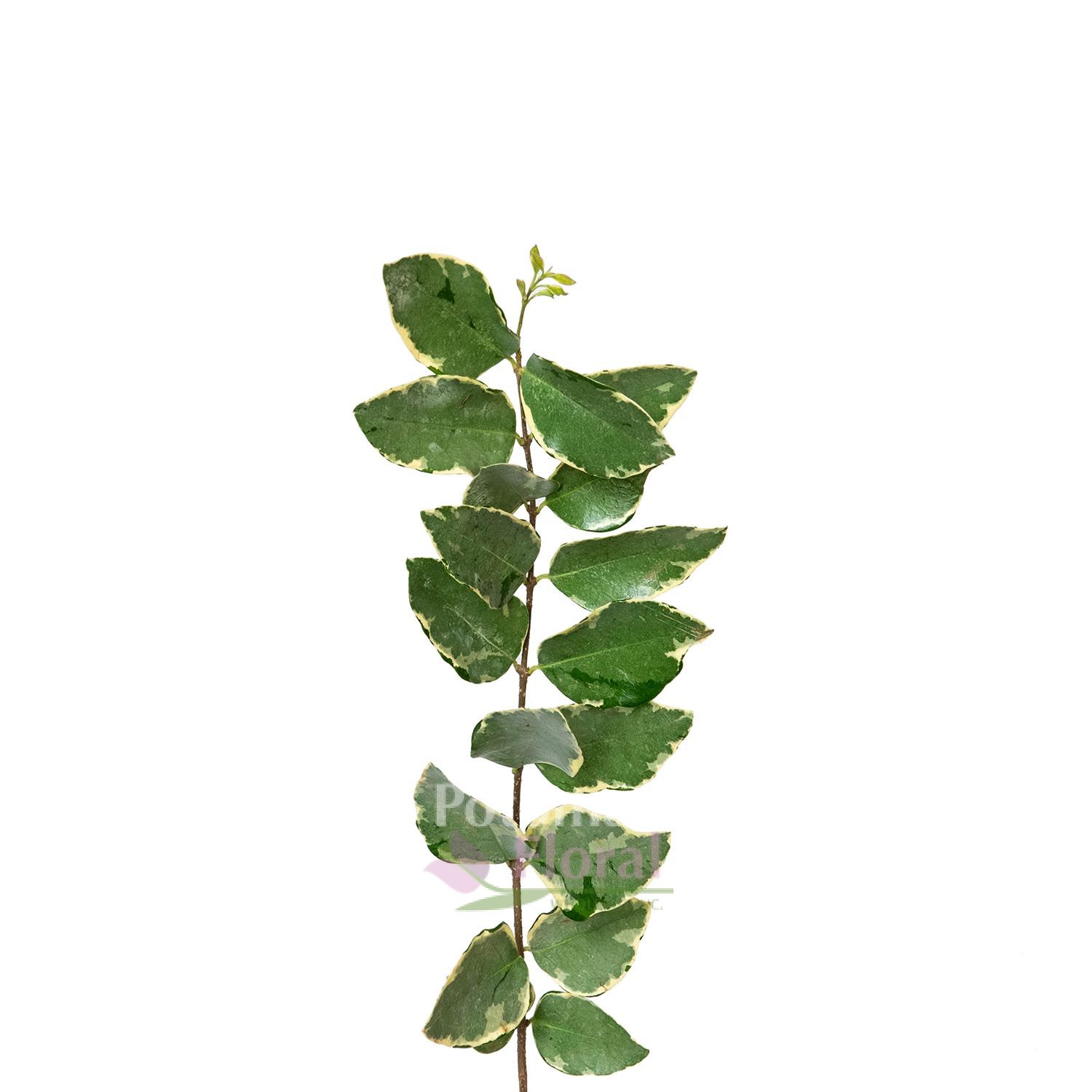 Euonymus Variegated YellowGreen Potomac Floral Wholesale