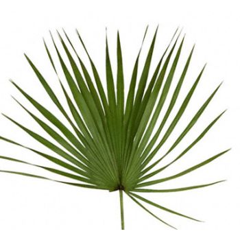 Palmetto Fans - Potomac Floral Wholesale