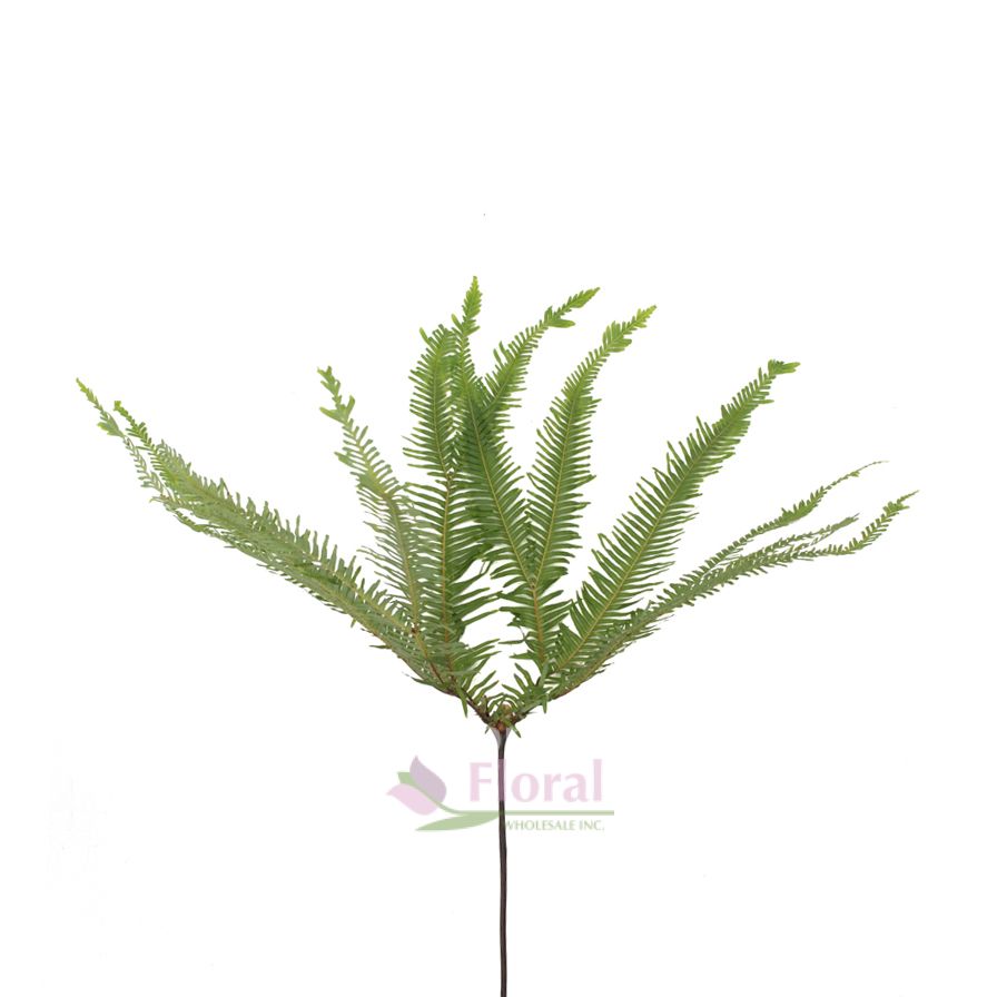 Umbrella Fern Australia, 40 cm - Potomac Floral Wholesale