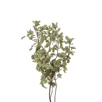 Pittosporum Nigra Variegated Short, 40cm - Potomac Floral Wholesale