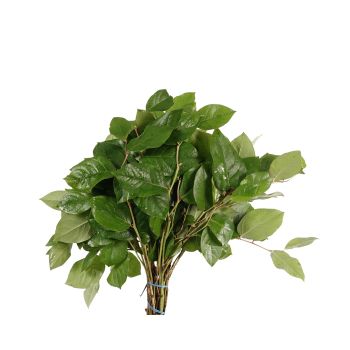 Salal Tips - Potomac Floral Wholesale