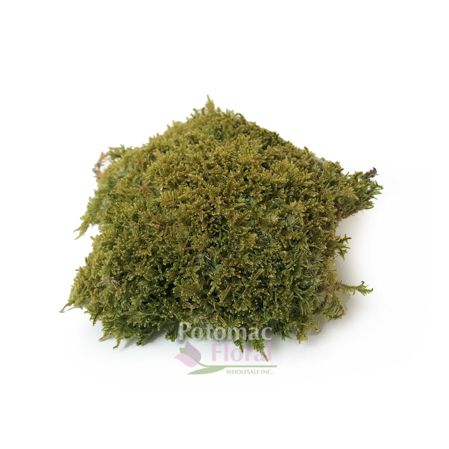 Sheet Moss Fresh - Box, 10 lbs - Potomac Floral Wholesale