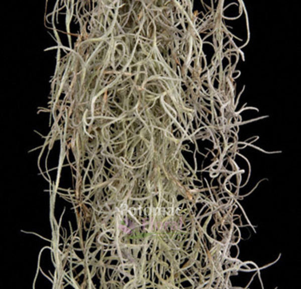 For Crafts Decoration Fresh Picked 10 lbs of Spanish Moss Live 