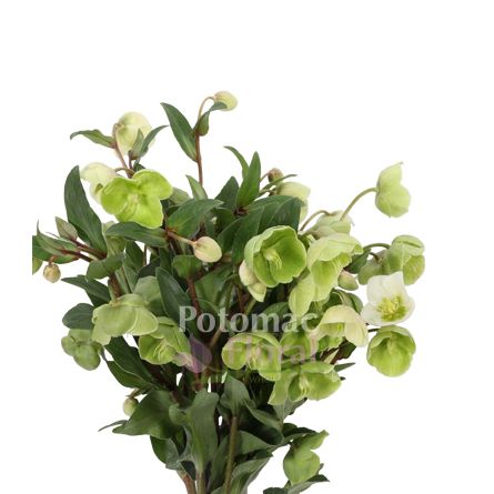 Helleborus Green - White - Potomac Floral Wholesale