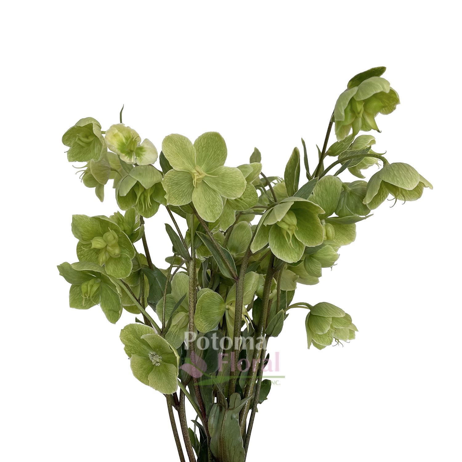 Helleborus Green - White - Potomac Floral Wholesale