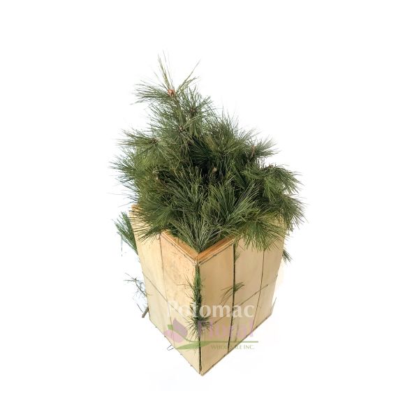 Cypress Pine 10 stems per bunch