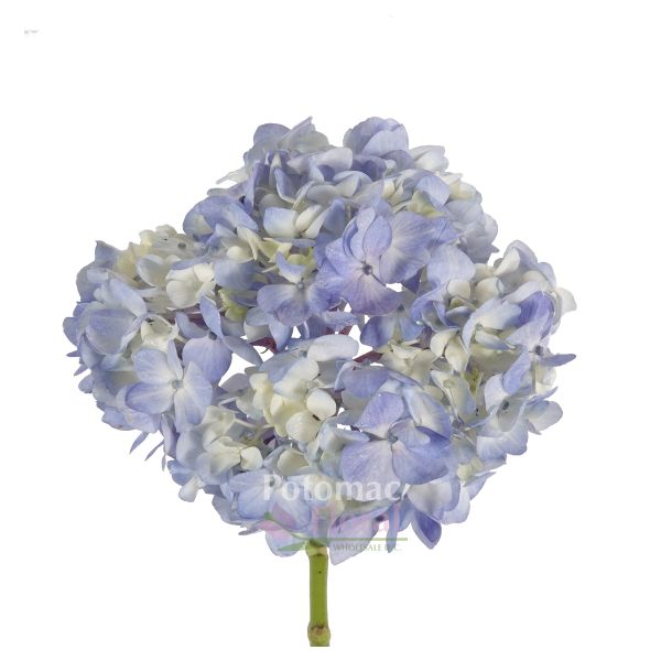 Light Blue 5 Foot Baby's Breath Garland, 8" Diameter - Potomac Floral  Wholesale