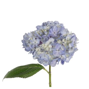 Hydrangea Light Blue, Select, 40 stems per case - Potomac Floral Wholesale