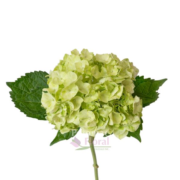 Image of Hydrangea flower price tag $9.99