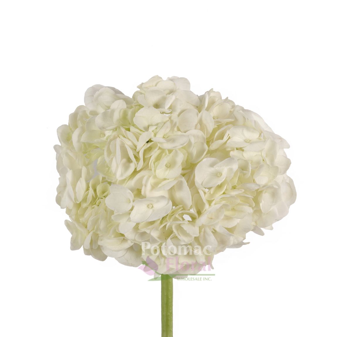 Hydrangea White, Select, 40 stems per case Potomac Floral Wholesale