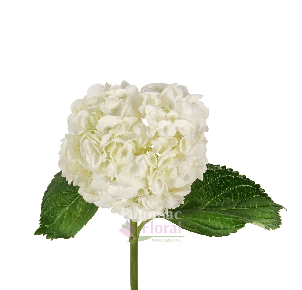 Hydrangea White, Select, 40 stems per case Potomac Floral Wholesale