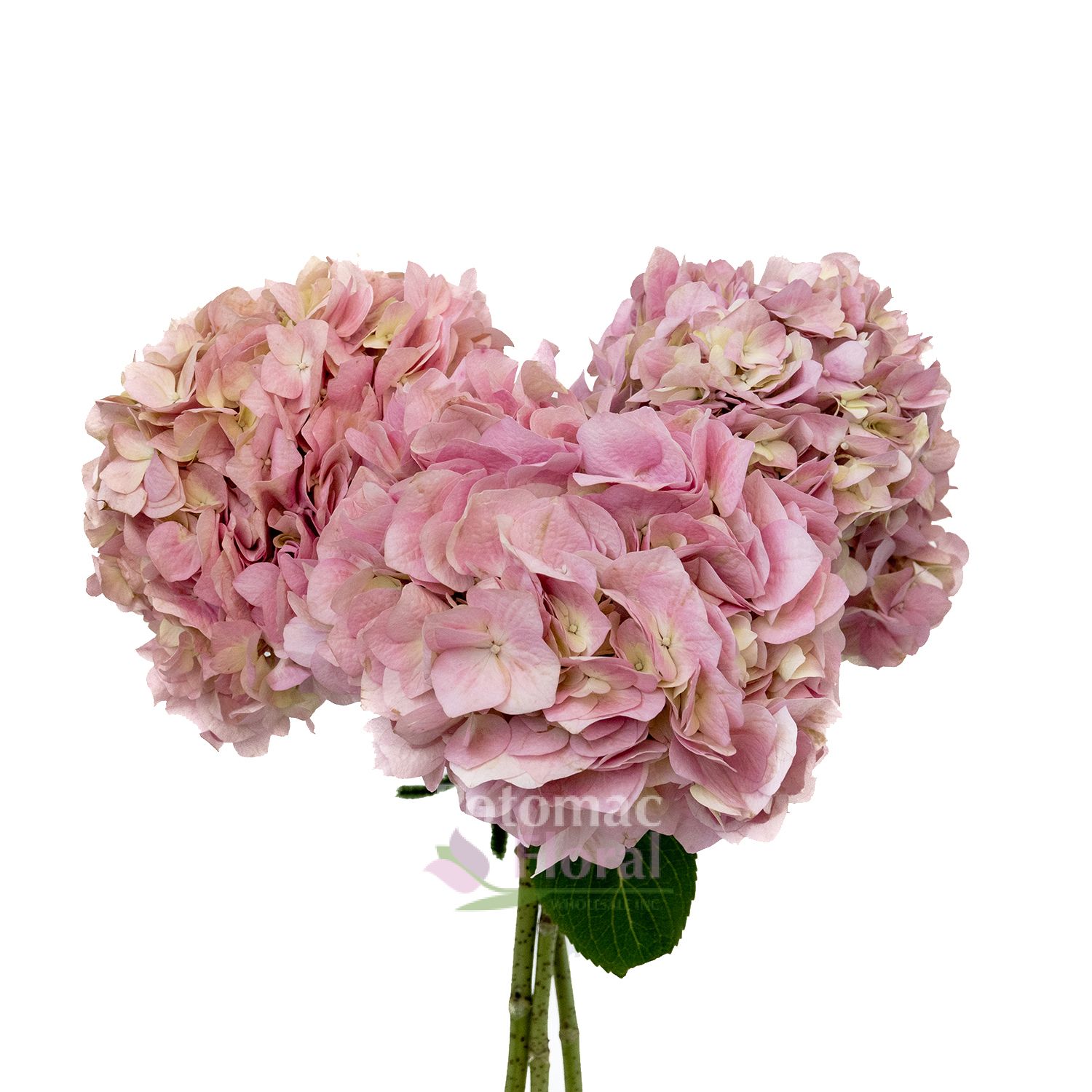 Hydrangea Bicolor Pinky-Peach, Extra Grade - Potomac Floral Wholesale
