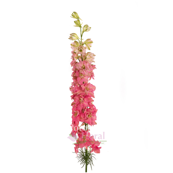 Bunch of Pink Larkspur – Be Home