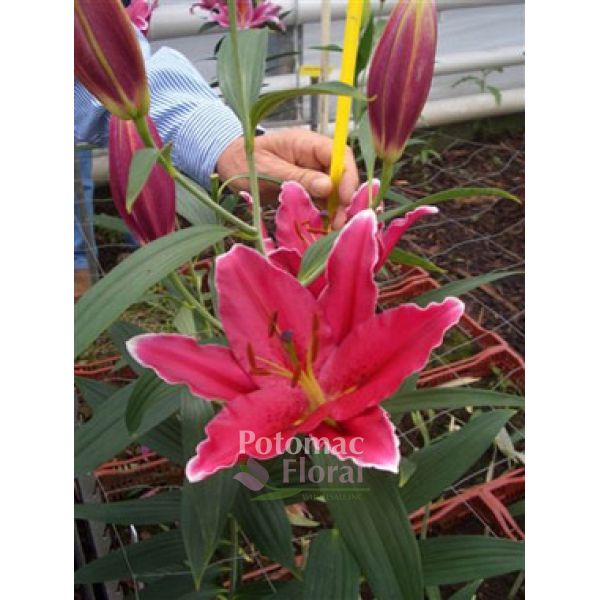 Lily Oriental Burgundy, 2-3 Blooms - Potomac Floral Wholesale