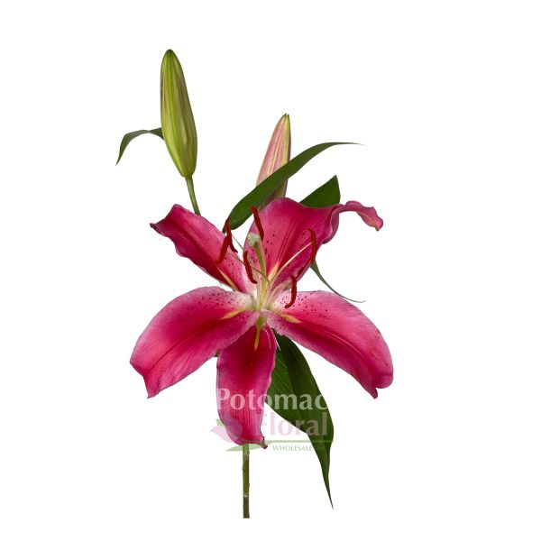 Lily Oriental very Dark Burgundy Fire bolt 2/4 Blooms - Potomac Floral  Wholesale
