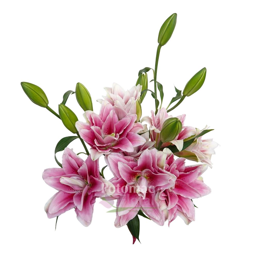 Lily Oriental Pink Double Blooms, 2-4 Blooms - Potomac Floral Wholesale