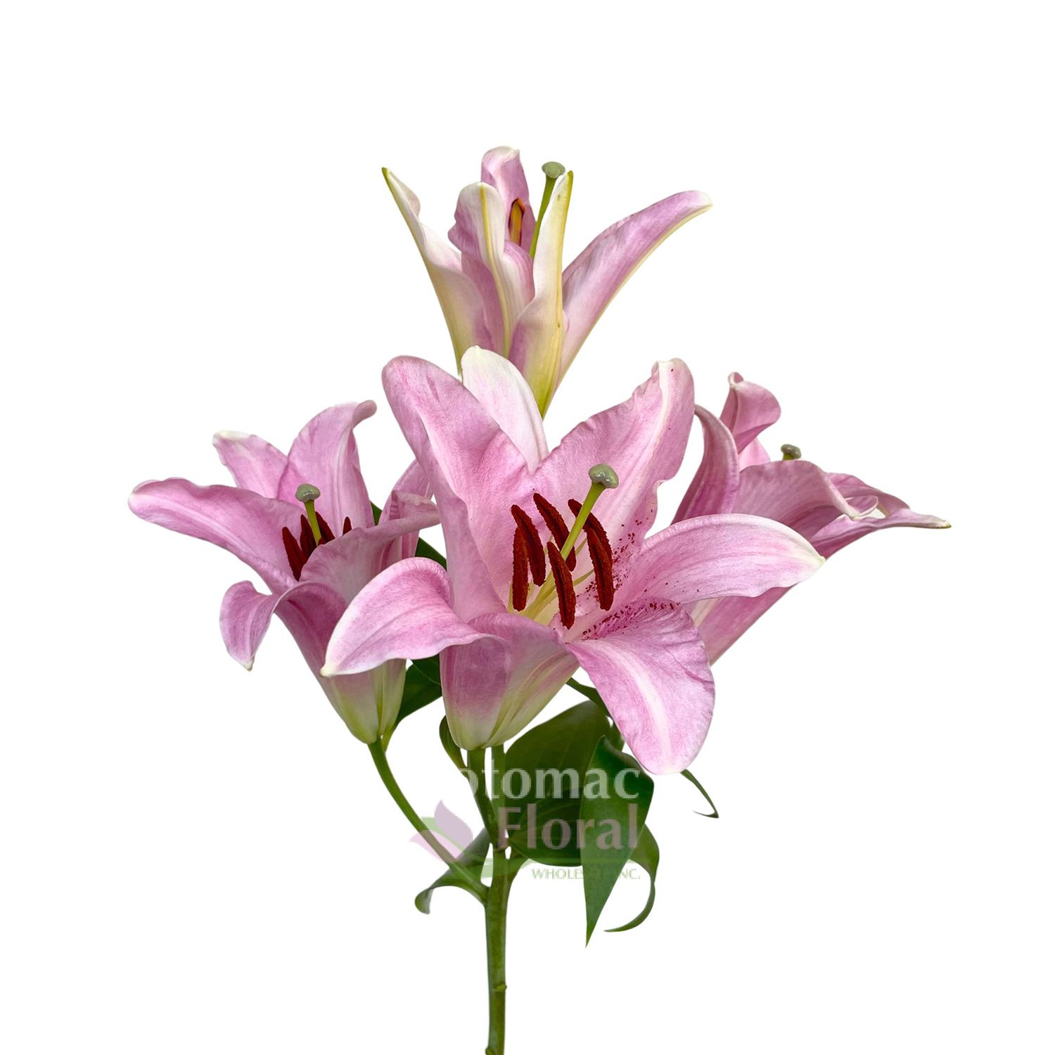 Lily Oriental Light Pink, 35 Blooms Potomac Floral Wholesale