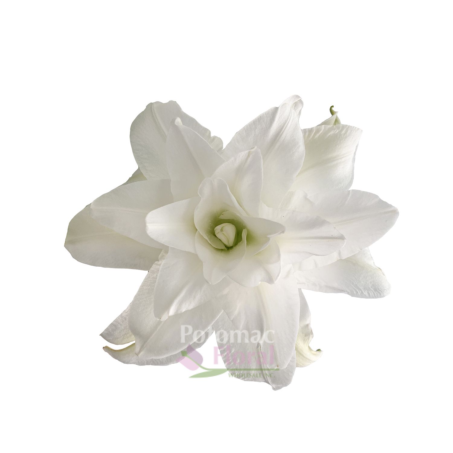 Lily Oriental WHITE With Double Blooms, 1 Bloom Potomac Floral Wholesale