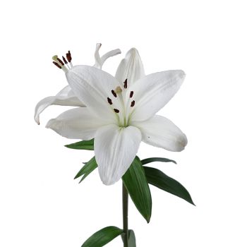 Lily La Hybrid White, 3 - 5 Blooms - Potomac Floral Wholesale