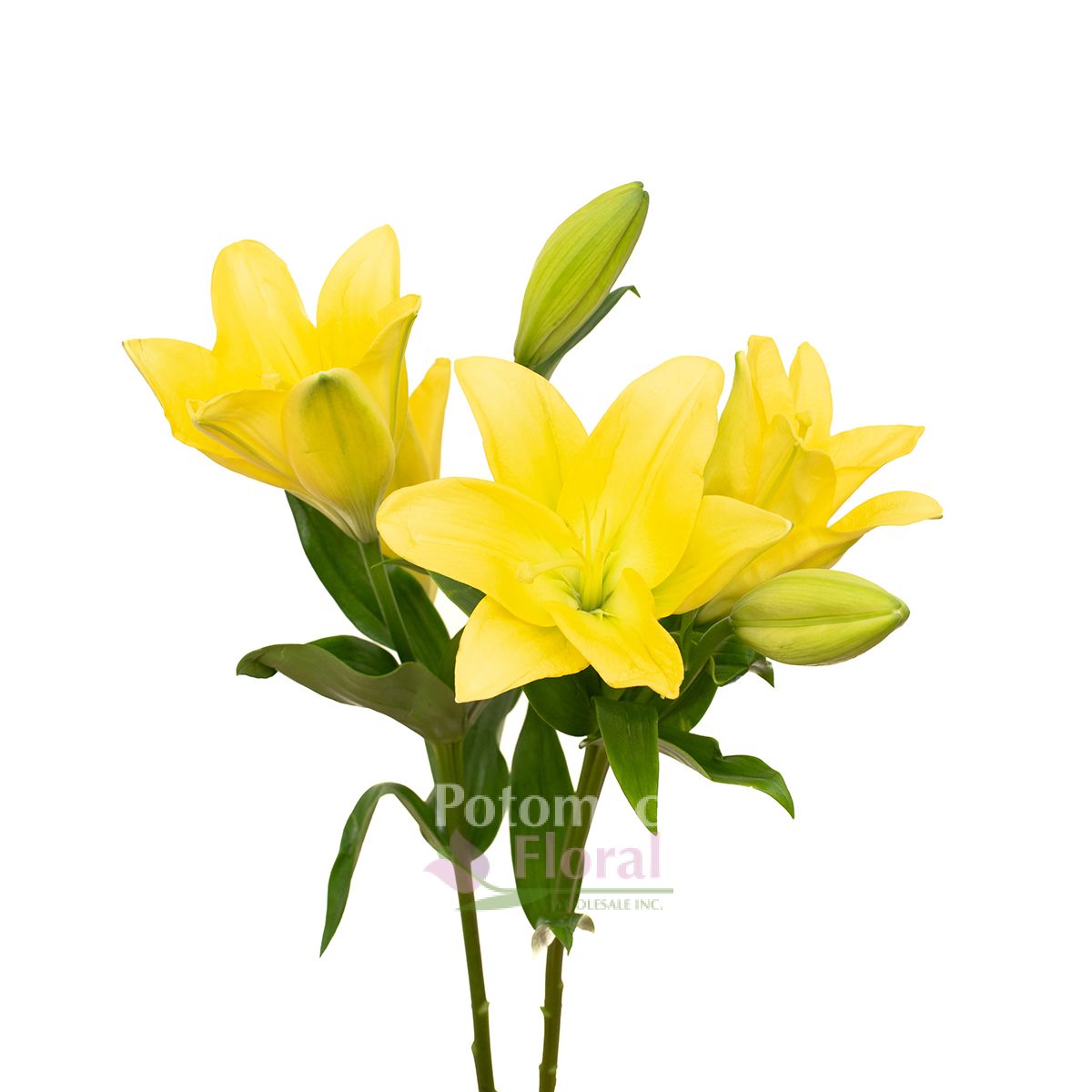 Lily LA Hybrid Yellow 3 5 Blooms Potomac Floral Wholesale lily-la-hybrid-yellow-3-5-blooms-potomac-floral-wholesale