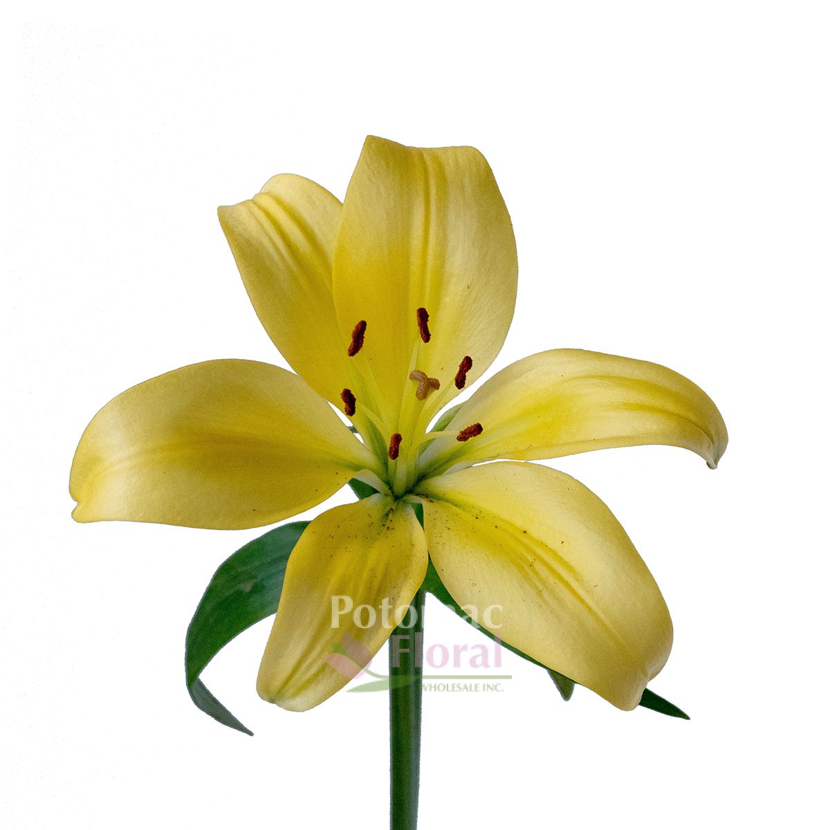 Lily LA Hybrid Yellow, 3 5 Blooms Potomac Floral Wholesale