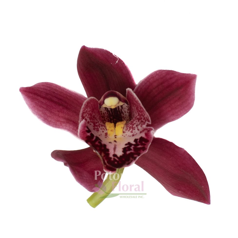 Mini Cymbidium Orchid Red Burgundy - Potomac Floral Wholesale