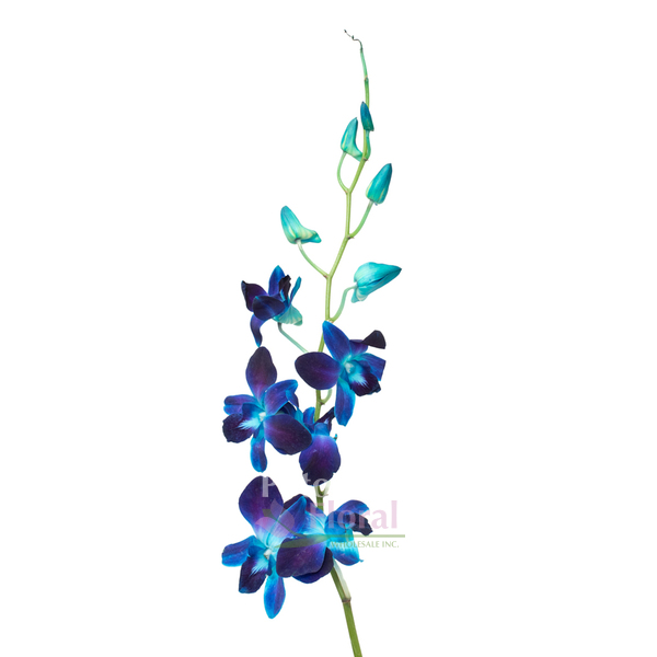 Dendrobium Orchids Blue Bom