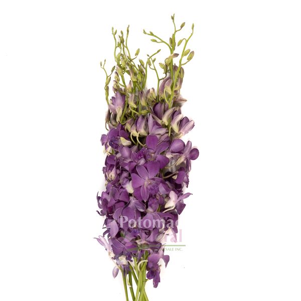 Dendrobium Orchid Dark Blue - Potomac Floral Wholesale
