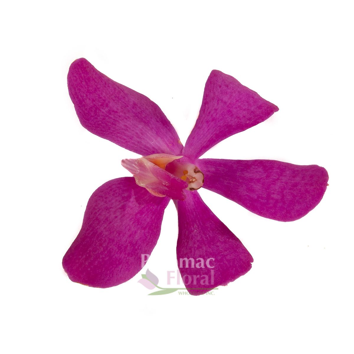 239 imágenes de Calypso orchids - Imágenes, fotos y vectores de stock