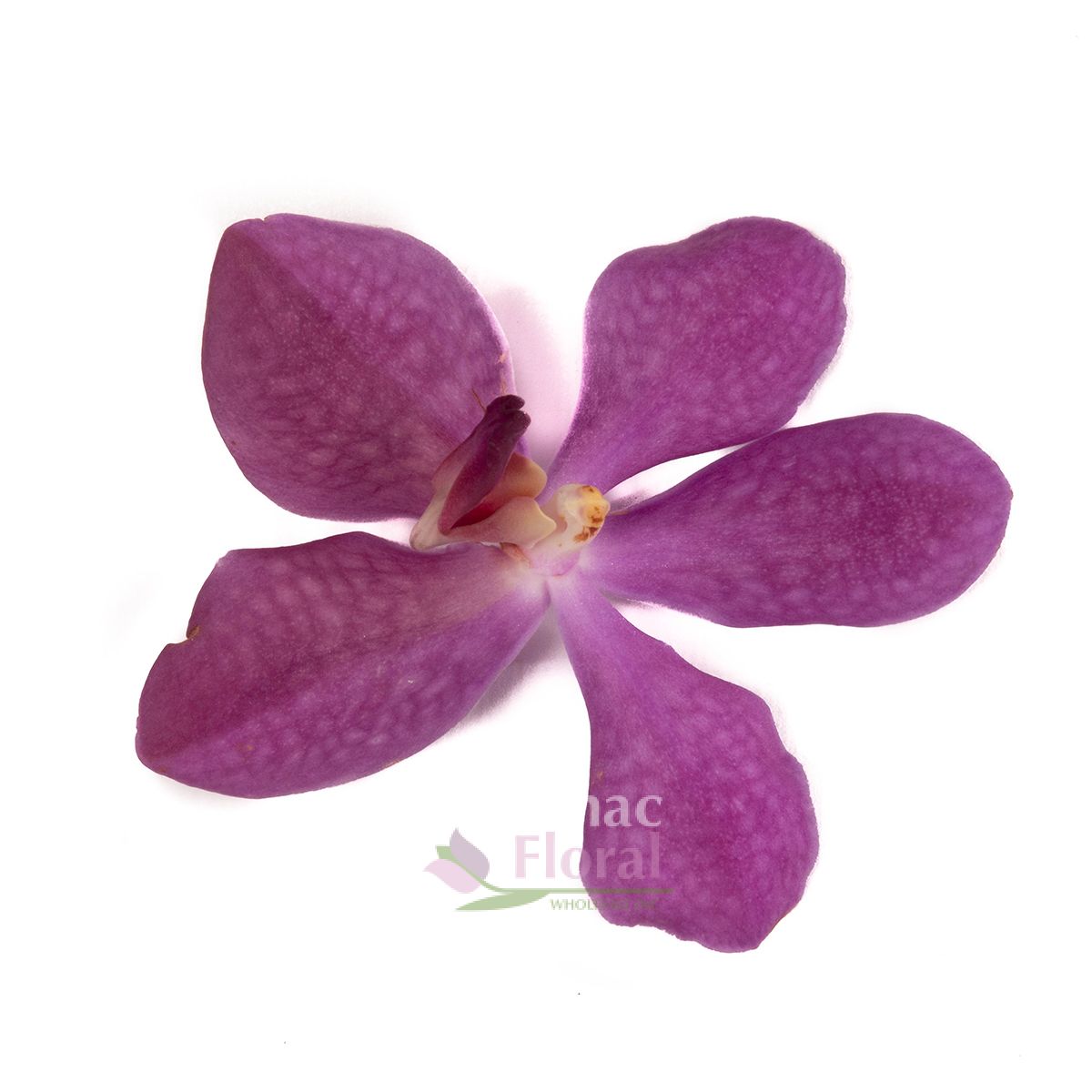 Mokara Orchid Blue Purple Norah Blue Potomac Floral Wholesale 