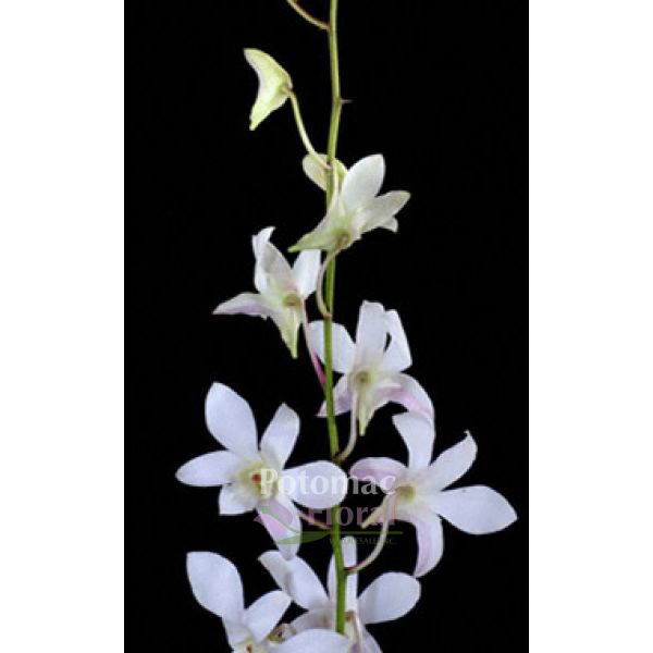 Dendrobium Orchid White Thai, Super Extra Long 60cm ...