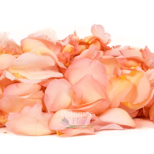 5,000 Rose Petals - Pink