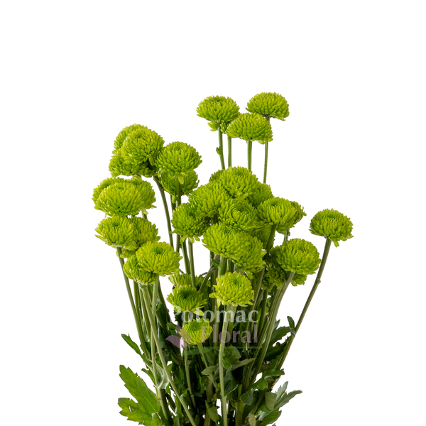 Pompon Button Green Flowers - Wholesale - Blooms By The Box