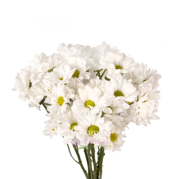 Thicket Just For Flowers Tint - Potomac Floral Wholesale